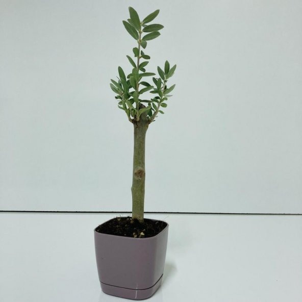 Mor Lüx Saksıda Bonsaiye Uygun Hediyelik Zeytin Fidanı