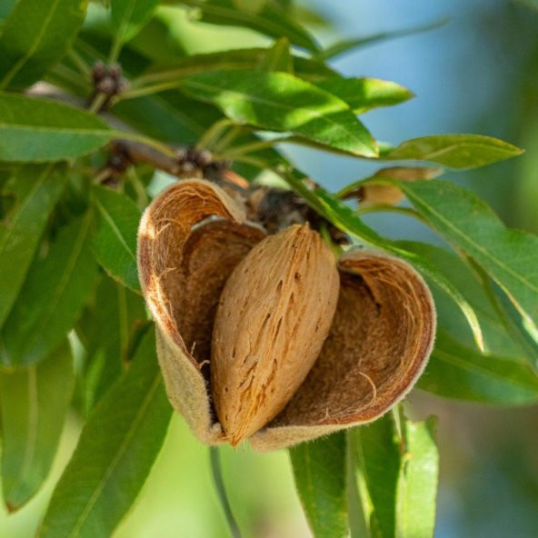 Tüplü Aşılı Yarıbodur Verimli Miss Elizabeth Süt Badem Fidanı - 4