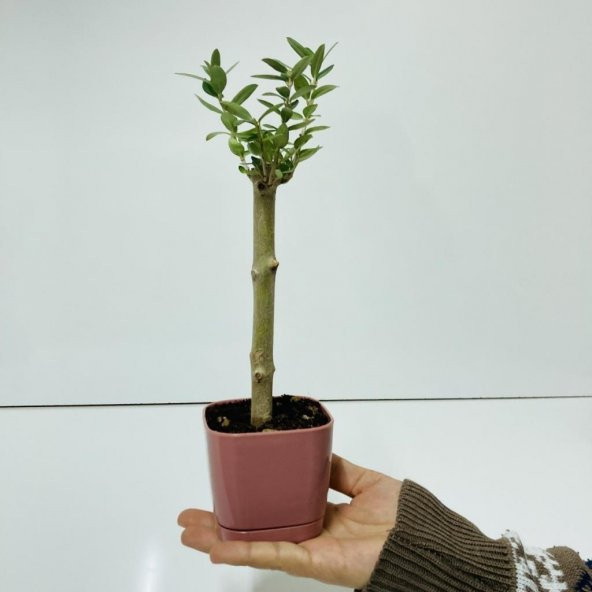 Uzun Ömürlü Bodur Bonsai Zeytin Fidanı Ücretsiz Kargo (Pastel Violet Lüx Saksıda)