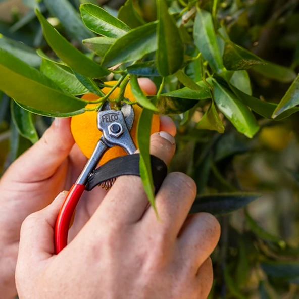 330 MEYVE HASAT MAKASI - Resim 4