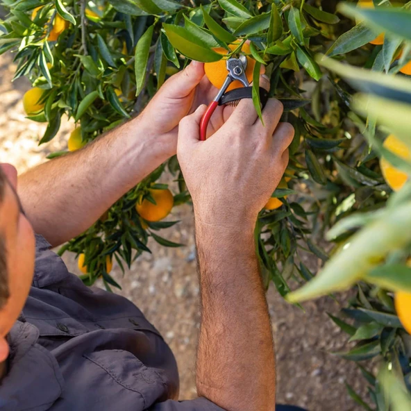 330 MEYVE HASAT MAKASI - Resim 9