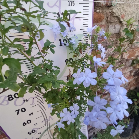Mavi Yasemin (Plumbago auriculata) - Zarif ve Renkli Çiçekli Bitki - 1