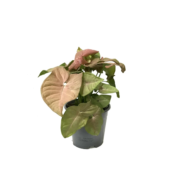 Syngonium Podophyllum 'Pink' (Melek Kanadı Çiçeği) ürün görseli