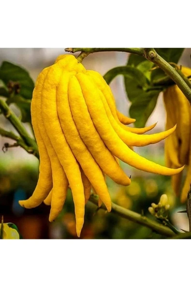 5 YAŞ,SAKSIDA,MEYVE VEREN BUDANIN ELİ LİMON FİDANI BOY 140-160 CM