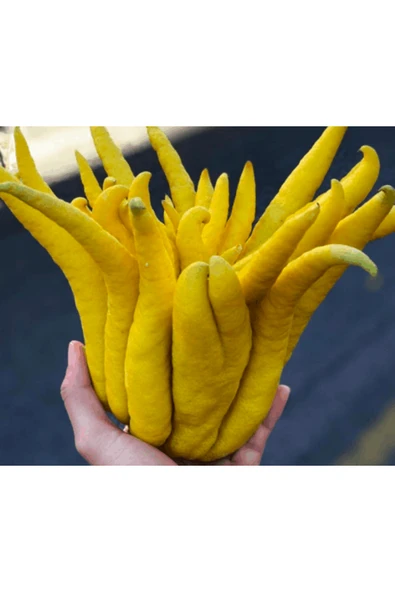 5 YAŞ,SAKSIDA,MEYVE VEREN BUDANIN ELİ LİMON FİDANI BOY 140-160 CM - 2