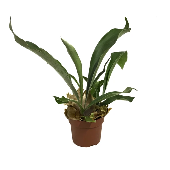 Platycerium Bifurcatum (Geyik Boynuzu) ürün görseli