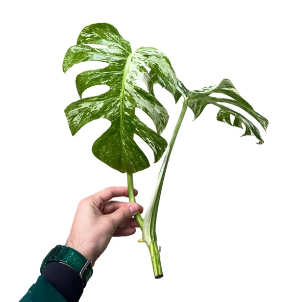 Monstera Deliciosa 'Albo Variegata' (Tepe Çelik) ürün görseli