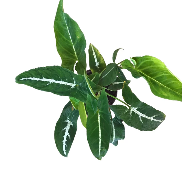 Syngonium Wendlandii (Melek Kanadı Çiçeği) - Resim 2