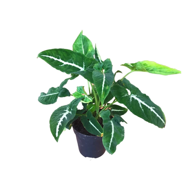 Syngonium Wendlandii (Melek Kanadı Çiçeği) ürün görseli