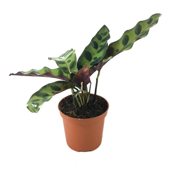 Calathea Lancifolia (Dua Çiçeği) ürün görseli