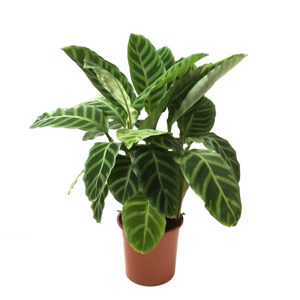 Calathea Zebrina (Dua Çiçeği) ürün görseli