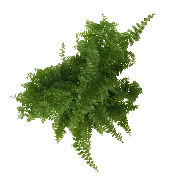 Nephrolepis Exaltata (Aşk Merdiveni) - Resim 2