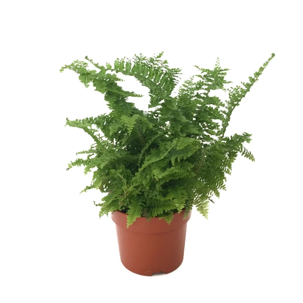 Nephrolepis Exaltata (Aşk Merdiveni) ürün görseli