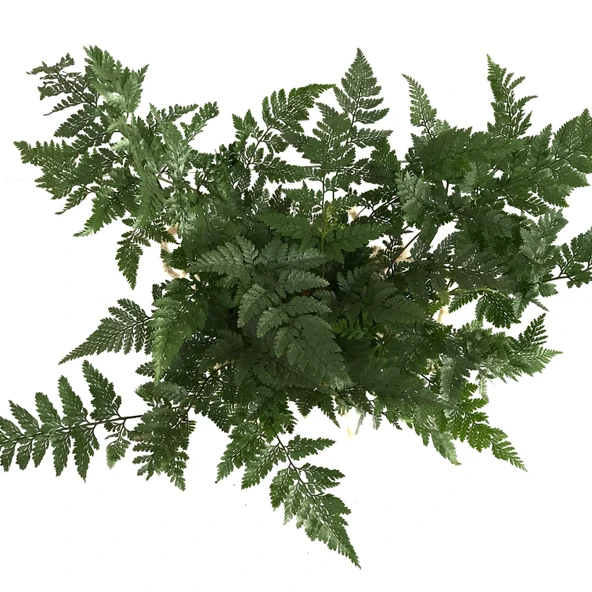 Humata Tyermanii (Eğrelti Otu) - Resim 2