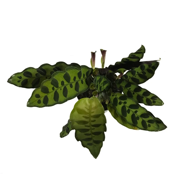 Calathea Lancifolia (Dua Çiçeği) - Resim 2