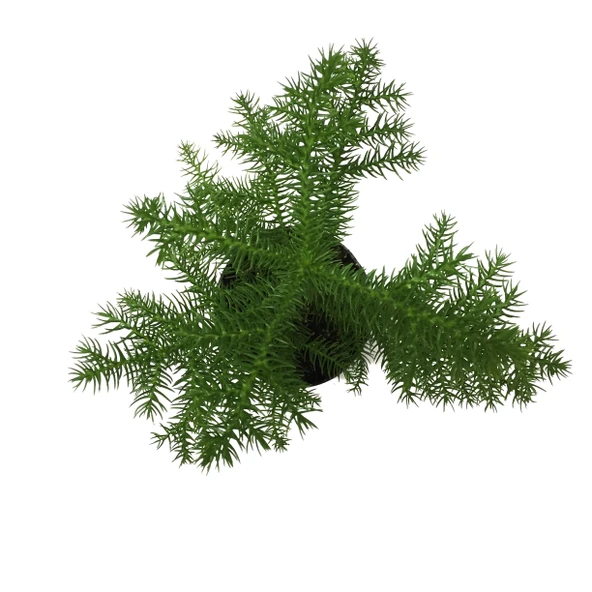 Araucaria Heterophylla (Salon Çamı) - Resim 2