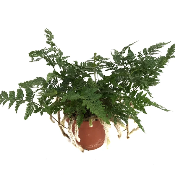 Humata Tyermanii (Eğrelti Otu) ürün görseli