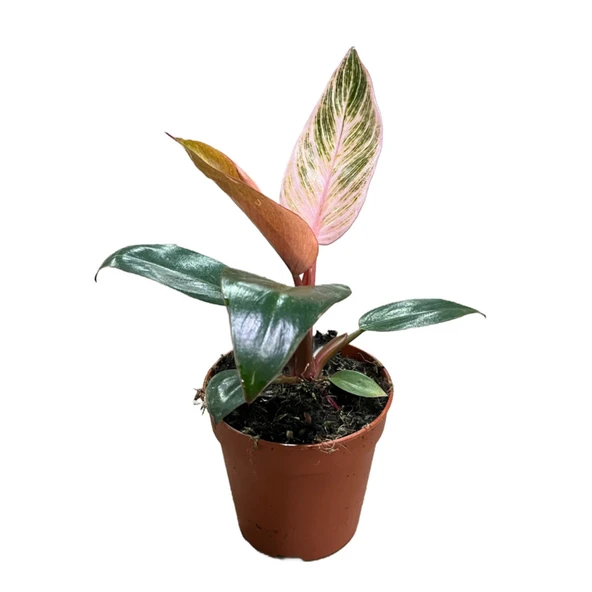 Philodendron Birkin 'Pink Blush' ürün görseli
