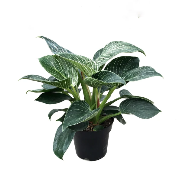 Philodendron 'Birkin' ürün görseli