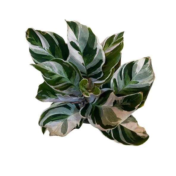 Calathea 'Fusion White' (Dua Çiçeği) ürün görseli