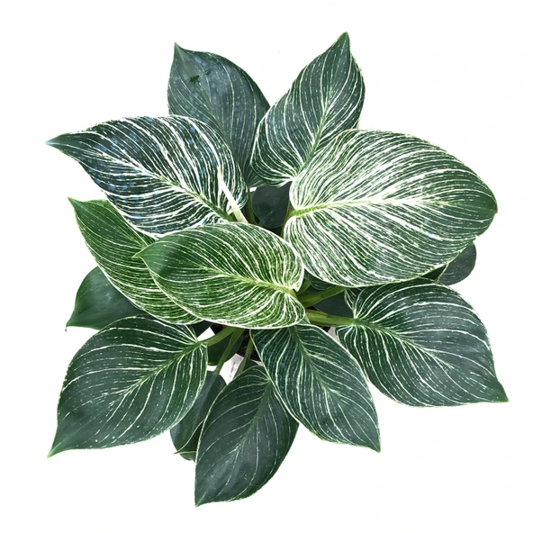 Philodendron 'Birkin' - Resim 2