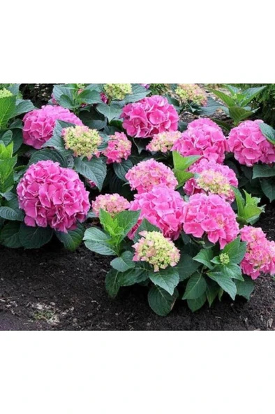 Fuşya Renk Ortanca Çiçeği Fidanı Tüplü 3 Adet 10-20 cm ürün görseli