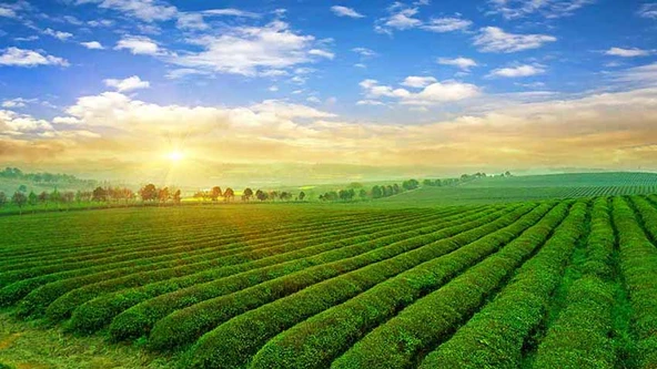 Çiçek Bahçesi Manzaralı Duvar Kağıdı Baskı - Resim 7