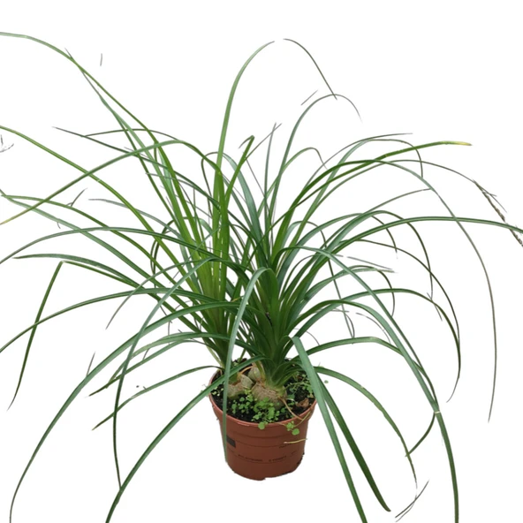 Beaucarnea Recurvata (Nolina Fil Ayağı Bitkisi) ürün görseli