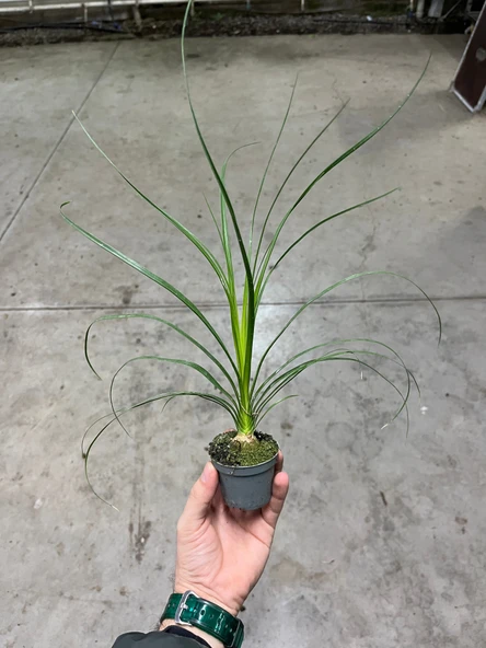 Beaucarnea Recurvata (Nolina Fil Ayağı Bitkisi) - Resim 3