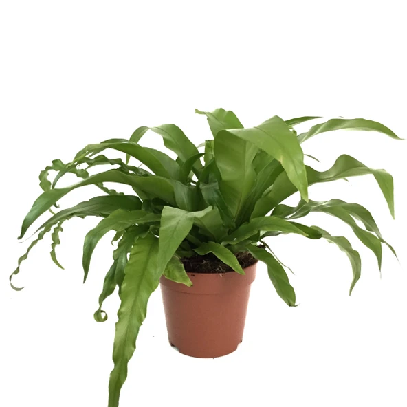 Asplenium Nidus (Eğrelti Otu) ürün görseli