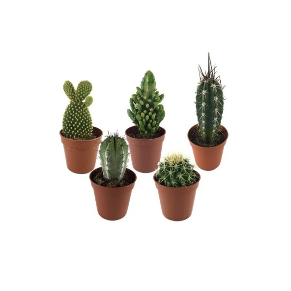 Kaktüs (5'li Set) ürün görseli