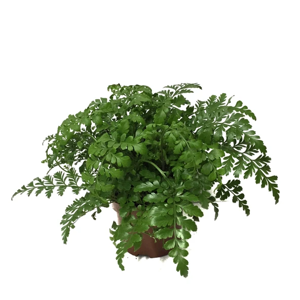 Asplenium Parvati (Eğrelti Otu) ürün görseli