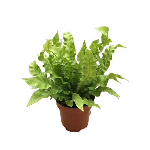 Asplenium Nidus 'Crispy Wave’ (Eğrelti Otu) ürün görseli