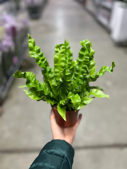 Asplenium Nidus 'Crispy Wave’ (Eğrelti Otu) - Resim 3