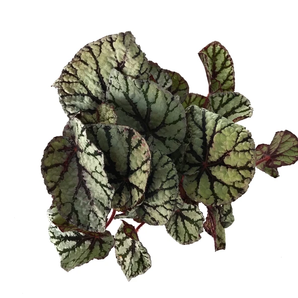 Begonia Rex 'Fedor' (Begonya) - Resim 2