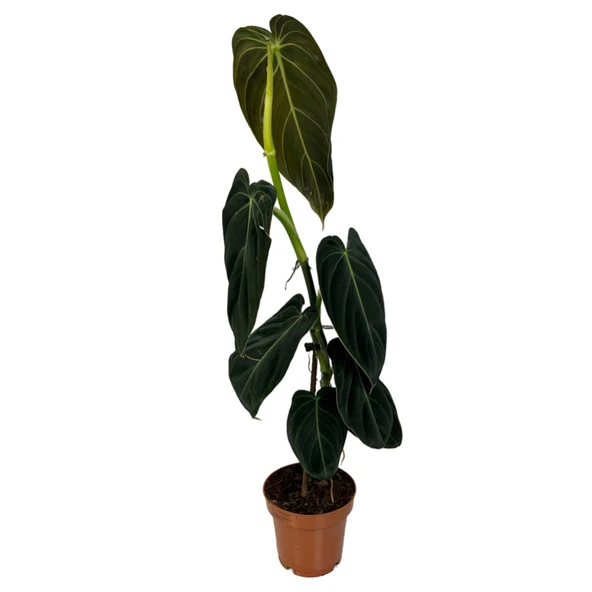 Philodendron Melanochrysum ürün görseli