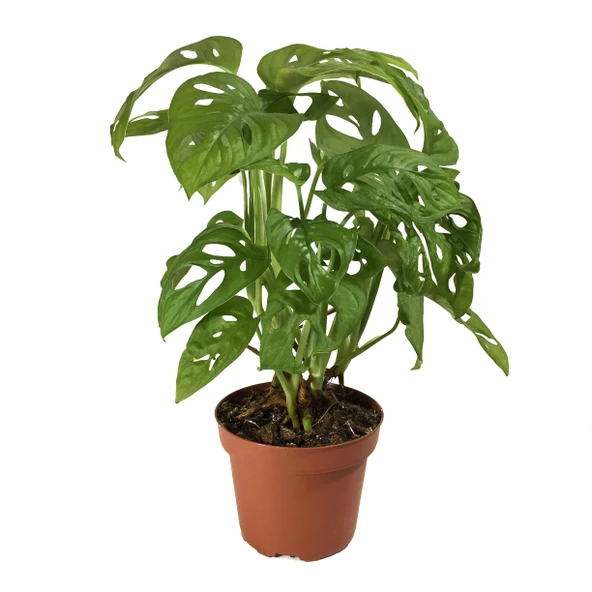Monstera Adansonii (Deve Tabanı) ürün görseli
