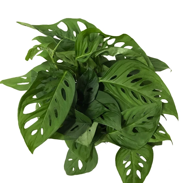 Monstera Adansonii 'Laniata' (Deve Tabanı) - Resim 2