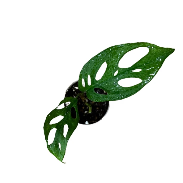 Monstera Adansonii 'Laniata' (Deve Tabanı) - Resim 2