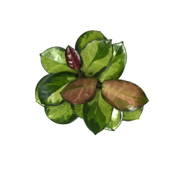 Hoya Australis 'Lisa' (Mum Çiçeği) ürün görseli