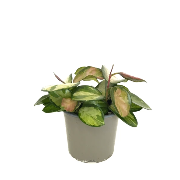 Hoya Australis 'Lisa' (Mum Çiçeği) ürün görseli