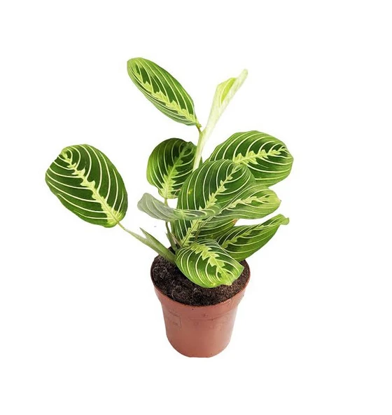 Maranta Leuconeura 'Lemon Lime' (Dua Çiçeği) ürün görseli