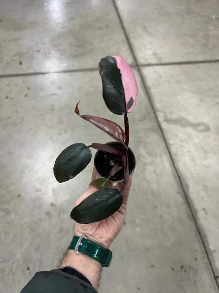 Philodendron 'Pink Princess' - Resim 3
