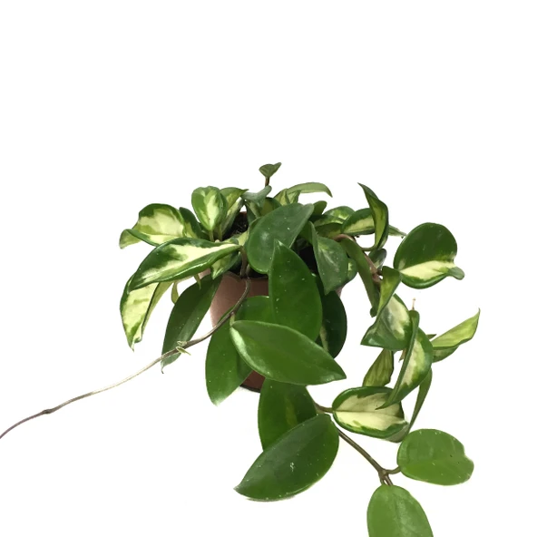 Hoya Carnosa 'Krimson Princess' (Mum Çiçeği) ürün görseli