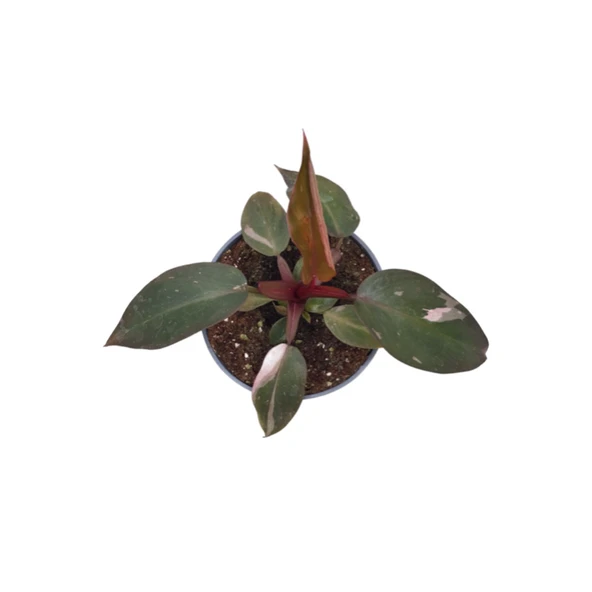 Philodendron 'Pink Princess' - Resim 2