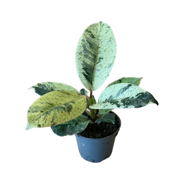 Ficus Elastica 'Shivereana' (Kauçuk Çiçeği) ürün görseli