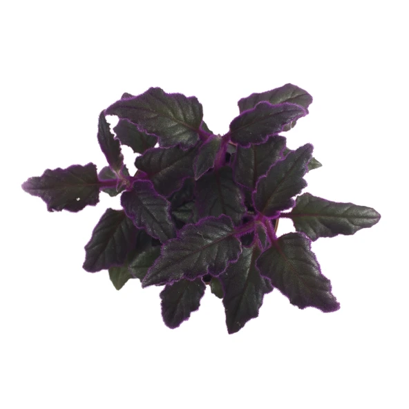 Gynura Aurantiaca (Mor Kadife Çiçeği) - Resim 2