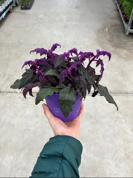 Gynura Aurantiaca (Mor Kadife Çiçeği) - Resim 3