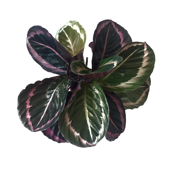 Calathea Roseopicta 'Dottie' (Dua Çiçeği) - Resim 2