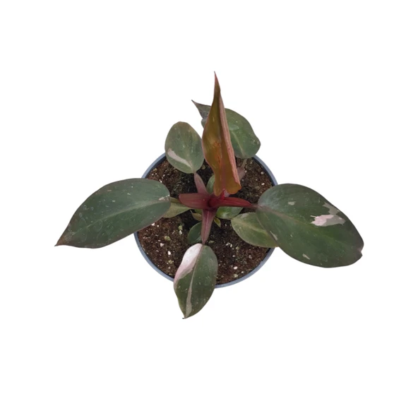 Philodendron 'Pink Princess' ürün görseli